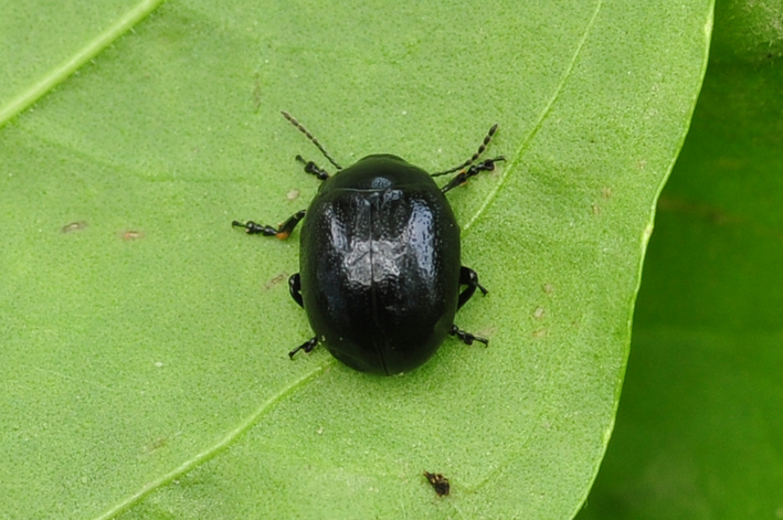 Crisolina da identificare